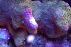 new-purple-coraline-algae-growth-017