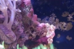 new-purple-coraline-algae-growth-018