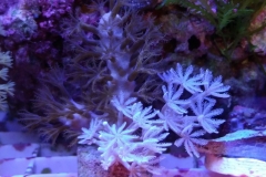 new-soft-coral-growth-001