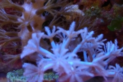 new-soft-coral-growth-002