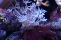 new-soft-coral-growth-007