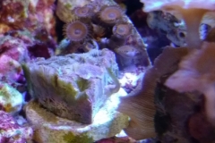 coral-button-polyp-cluster-brown-on-frag-001