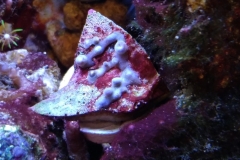 coral-button-polyp-cluster-brown-on-frag-002