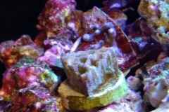 coral-button-polyp-cluster-brown-on-frag-003