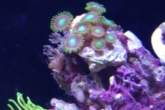 coral-button-polyp-cluster-green-on-frag-001