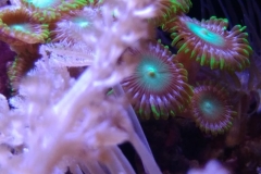 coral-button-polyp-cluster-green-on-frag-003