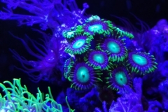 coral-button-polyp-cluster-green-on-frag-004