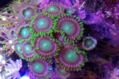 coral-button-polyp-cluster-green-on-frag-005
