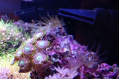 coral-button-polyp-cluster-green-on-frag-006
