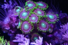 coral-button-polyp-cluster-green-on-frag-007