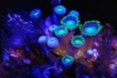 coral-button-polyp-cluster-green-on-frag-008