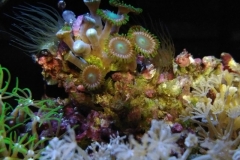 coral-button-polyp-cluster-green-on-frag-009