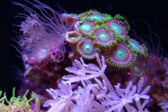 coral-button-polyp-cluster-green-on-frag-010