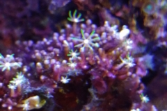 coral-star-polyp-cluster-on-live-rock-001