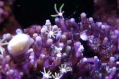coral-star-polyp-cluster-on-live-rock-002