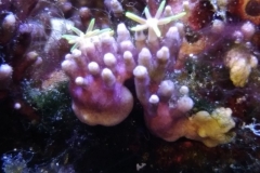 coral-star-polyp-cluster-on-live-rock-003