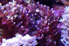 coral-star-polyp-cluster-on-live-rock-004