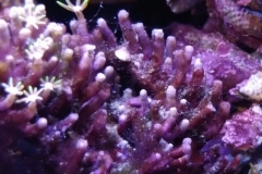 coral-star-polyp-cluster-on-live-rock-005
