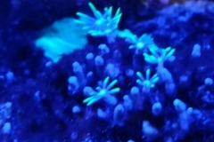 coral-star-polyp-cluster-on-live-rock-006