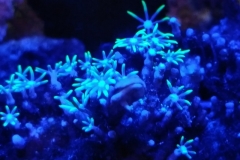 coral-star-polyp-cluster-on-live-rock-007