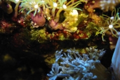 coral-star-polyp-cluster-on-live-rock-008