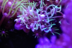 coral-star-polyp-cluster-on-live-rock-009