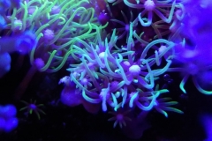 coral-star-polyp-cluster-on-live-rock-010