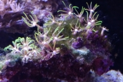 coral-star-polyp-cluster-on-live-rock-011