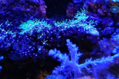 coral-star-polyp-cluster-on-live-rock-012