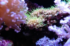 coral-star-polyp-cluster-on-live-rock-013