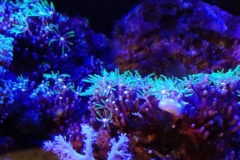 coral-star-polyp-cluster-on-live-rock-014