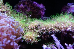coral-star-polyp-cluster-on-live-rock-015