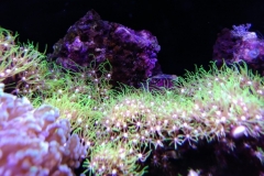 coral-star-polyp-cluster-on-live-rock-016