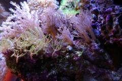 coral-star-polyp-cluster-on-live-rock-017