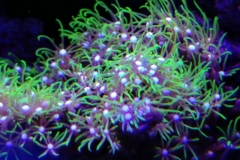 coral-star-polyp-cluster-on-live-rock-018