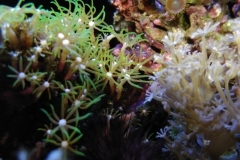 coral-star-polyp-cluster-on-live-rock-019