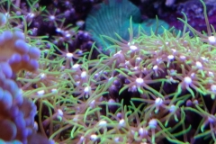 coral-star-polyp-cluster-on-live-rock-020