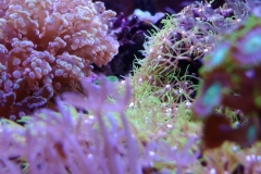coral-star-polyp-cluster-on-live-rock-021