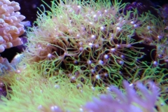 coral-star-polyp-cluster-on-live-rock-022