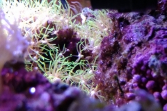 coral-star-polyp-cluster-on-live-rock-023