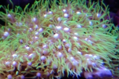 coral-star-polyp-cluster-on-live-rock-024
