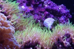 coral-star-polyp-cluster-on-live-rock-025