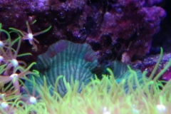 coral-star-polyp-cluster-on-live-rock-026