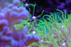 coral-star-polyp-cluster-on-live-rock-027