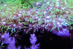coral-star-polyp-cluster-on-live-rock-028