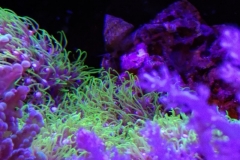 coral-star-polyp-cluster-on-live-rock-029
