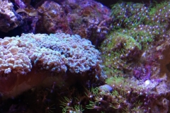 coral-star-polyp-cluster-on-live-rock-030