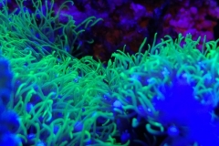 coral-star-polyp-cluster-on-live-rock-031