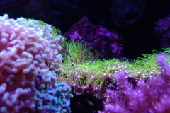 coral-star-polyp-cluster-on-live-rock-032