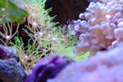 coral-star-polyp-cluster-on-live-rock-033
